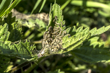 Aglais urtica