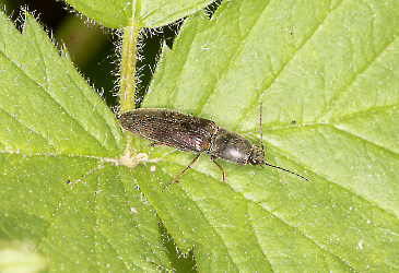 Agrigotes lineatus