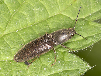 Agriotes lineatus