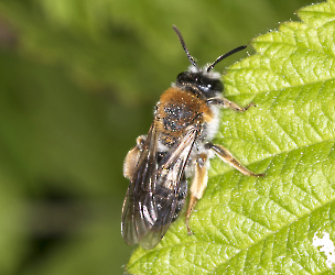 Andrena haemorrhoa