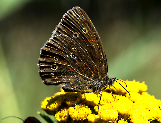 Aphantopus hyperantus