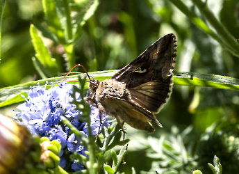 Autographa gammaa