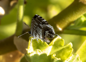 Cacyreus marshalli 