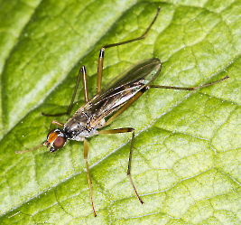 Calobata petronella