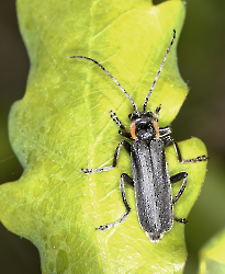 Cantharis nigricans