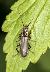 Cantharis nigricans