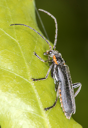 Cantharis nigricans