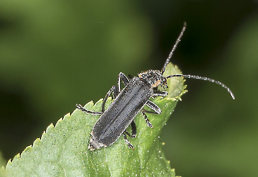 Cantharis obscura