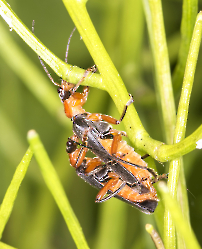 Cantharis pellucida