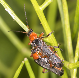 Cantharis pellucida