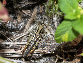 Chorthippus brunneus