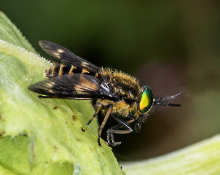 Chrysops relictur 