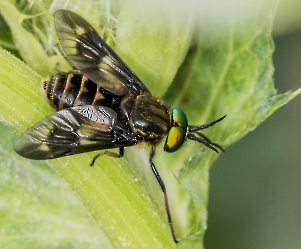 Chrysops relictur 