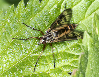 Chrysops relictur 