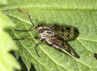 Chrysops relictur 