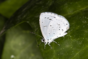 Cupida minimus