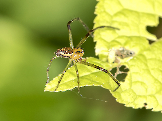 Diaea dorsata_2