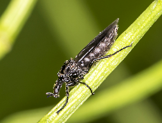 Dilophus febrilis