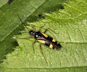 Dryophilocoris flavoquadrimaculatuis