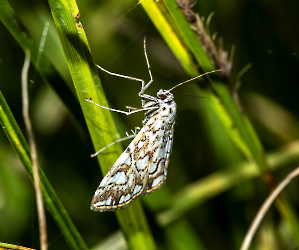 Elophila nymphaeata 