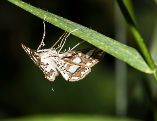 Elophila nymphaeata 