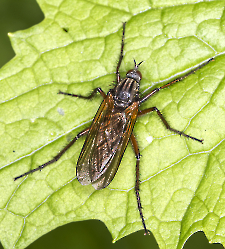 Empis tessellata