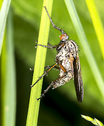 Empis tessellata