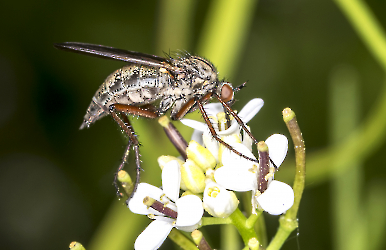 Empis tessellata