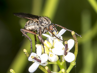 Empis tessellata