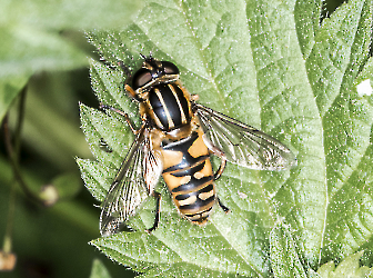 Episyrphus balteatus