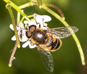 Eristalis horticola