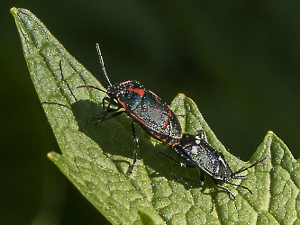 Eurydema oleracea