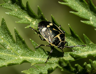 Eurydema oleracea