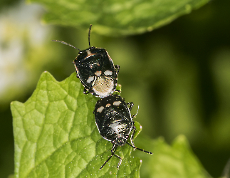 Eurydema oleracea