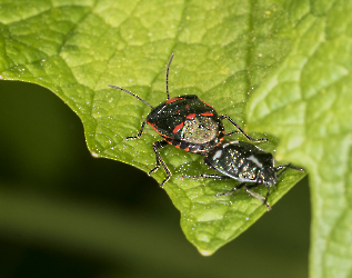 Eurydema oleracea