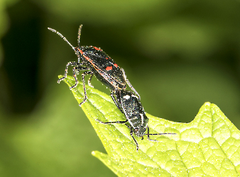 Eurydema oleracea