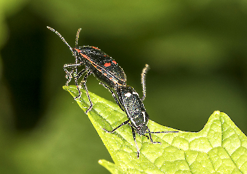 Eurydema oleracea