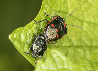 Eurydema oleracea