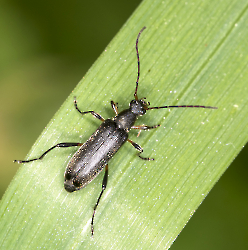 Grammoptera ruficornis