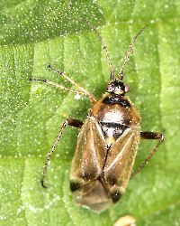 Harpocera thoracica