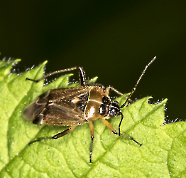 Harpocera thoracica