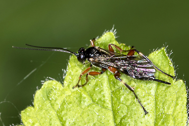 Ichneumonidae UBESTEMT