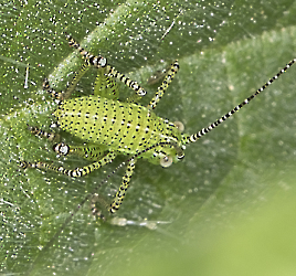 Leptophyes punctatissima