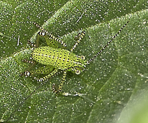 Leptophyes punctatissima