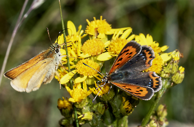 Lycaena phlaeas