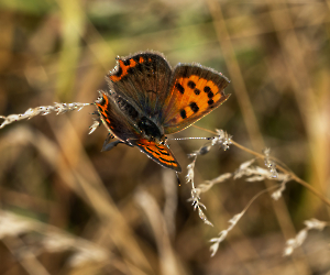 Lycaena phlaeas