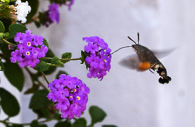 Macroglossum stellatarum 