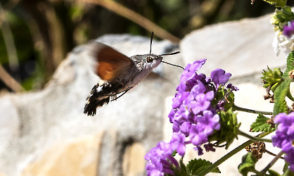 Macroglossum stellatarum 