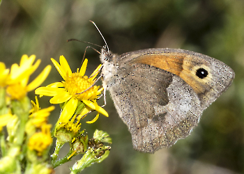 Maniola jurtina