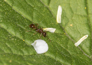 Myrmica ruginodis